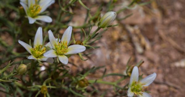 Wildblumen in der Wüste