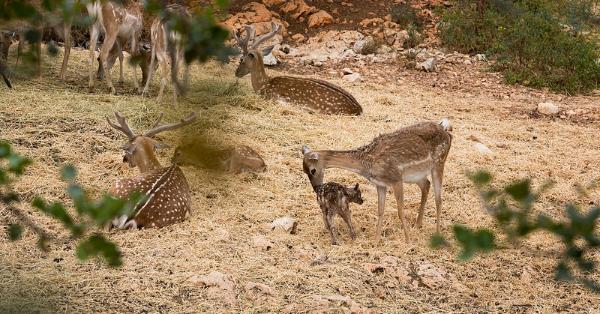 Neugeborenes Reh im Nationalpark Karmel